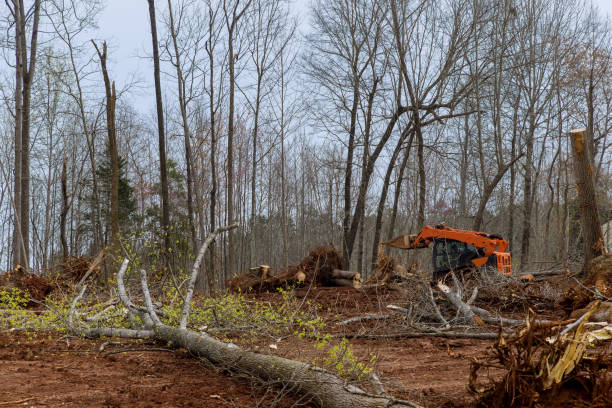 Best Root Management and Removal  in Sewell, NJ