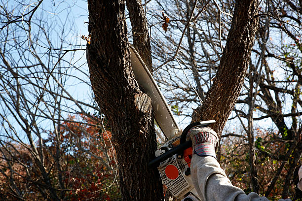 Professional Tree Services in Sewell, NJ