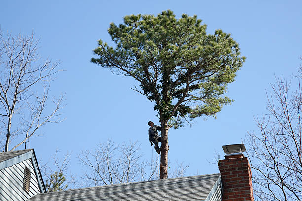 Best Utility Line Clearance  in Sewell, NJ