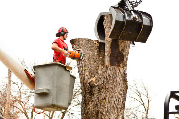 Best Fruit Tree Pruning  in Sewell, NJ