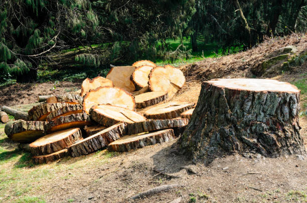 Best Storm Damage Tree Cleanup  in Sewell, NJ